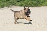 MALINOIS 397